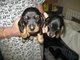 Gratis Miniatura dachshund cachorros listo - Foto 1