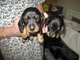 Gratis miniatura dachshund cachorros listo