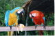 Gratis Navidad, mano, alimento, macaw, loros, listo, ir - Foto 1