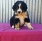 Gratis pastor australiano cachorros listo