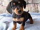 Gratis Perrito miniatura dachshund listo - Foto 1