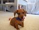 Gratis Perrito miniatura dachshund listo - Foto 1