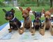 Gratis Perrito pinscher miniatura listo - Foto 1