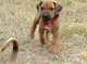 Gratis perrito rhodesian disponibles - Foto 1