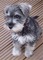 Gratis perrito schnauzer miniatura listo