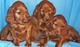 Gratis perrito setter irlandés disponible