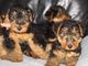 Gratis perro terrier galés cachorros disponibles