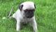 Gratis pug cachorros disponibles - Foto 1