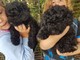 Gratis puli húngaro cachorros disponible