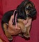 Gratis sabueso cachorro disponible