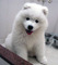 Gratis samoyedo cachorros disponibles