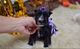 Gratis schnauzer miniatura cachorro listo