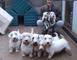 Gratis Sealyham terrier cachorro listo - Foto 1