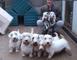 Gratis sealyham terrier cachorro listo