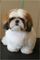 Gratis Shih Tzu cachorros listo - Foto 1