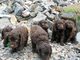 Gratis spaniel de agua irlandesa cachorros listo