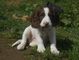 Gratis Sprocker cachorros listo - Foto 1