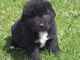 Gratis terranova cachorros listo