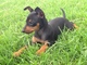Gratis Terrier de juguete inglés cachorros disponibles - Foto 1