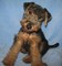 Gratis Terrier galés cachorros disponibles - Foto 1
