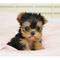 Gratis yorkshire terrier cachorros disponibles