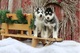 Hermosa camada de 3 perros husky siberiano