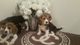 Hermoso cachorros Beagle de pedigrí - Foto 1