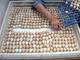 Huevos fértiles de loro yaco, guacamayos y cacatúas