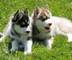 Husky siberiano cachorros con ojos azules - Foto 1