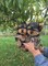 Impresionantes cachorros de yorkshire terrier de té - justo en el