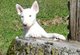 Inglés Bull Terrier cachorros para la venta ahora listo para rega - Foto 1