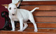 Inglés Bull Terrier cachorros para la venta ahora listo para rega - Foto 1