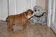 Inglés cachorro de Bulldog !!! Big-Ted (macho) para navidad - Foto 1