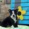 Inteligente Boston Terrier cachorros para una familia amorosa - Foto 1