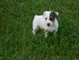 Jack Russell Terrier mezcla de cachorros - Foto 1
