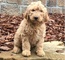 Jacob goldendoodle