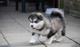 Kc registrado completo sementales perritos del malamute de alaska