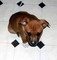 Lindos Cachorros del terrier de staffordshire - Foto 1