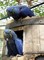 Loros hermosos y que hablan del Macaw del jacinto para la venta - Foto 1