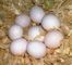 Loros y huevos fértiles de loros en venta (267) 368-7695