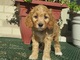 Los perritos del goldendoodle de la garantía de la salud listos