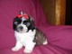 Macho y hembra shih tzu cachorros