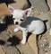Mini cachorros chihuahua para su adopción - Foto 1