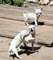 Mini cachorros chihuahua para su adopción - Foto 2