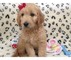 Mujer goldendoodle