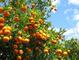 Naranjas valencianas online 100% natural