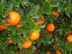Naranjas valencianas online 100% natural - Foto 2