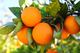 Naranjas valencianas online 100% natural - Foto 3