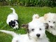 Pedigree cachorros Havanese disponibles - Foto 1