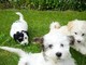 Pedigree cachorros havanese disponibles